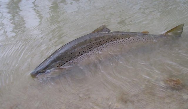 Troć wędrowna i łosoś atlantycki pod ochroną
