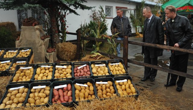 Święto Ziemniaka