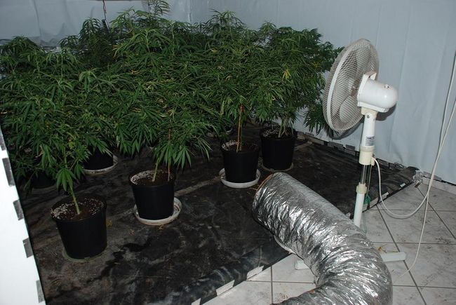 Dom – plantacja