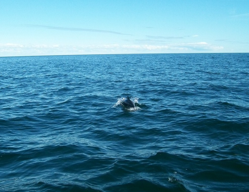 Tajemnicze ssaki w Bałtyku. Jest ich zaledwie kilkaset