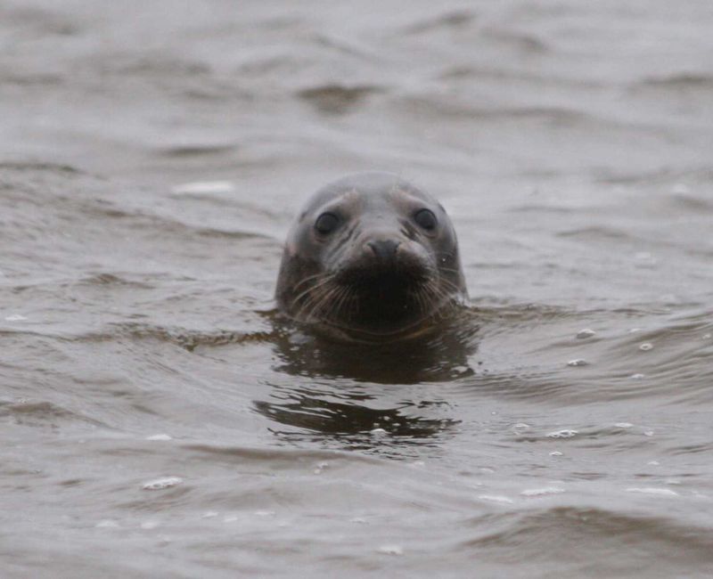 Spór o martwą fokę. Urząd Morski i gmina Ustka przed sądem