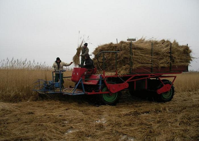 Trzcinowe żniwa na Kaszubach