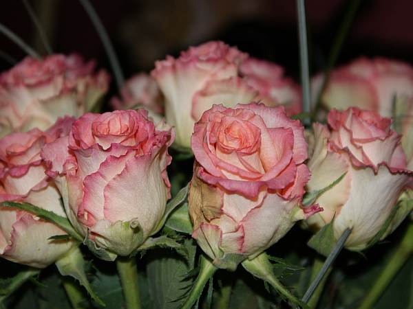 SONY DSC