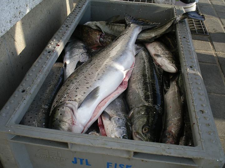 Powstał Departament Rybactwa w Wodach Polskich