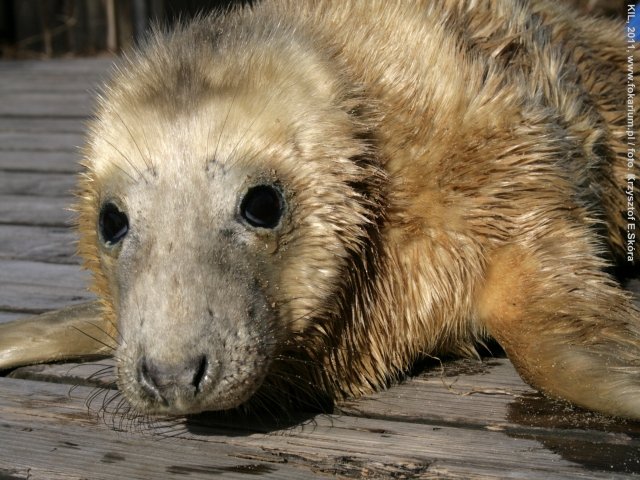Przybywa fok na Helu