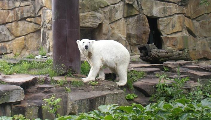 knut