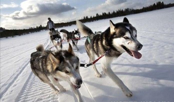 Rywalizacja psich sprinterów