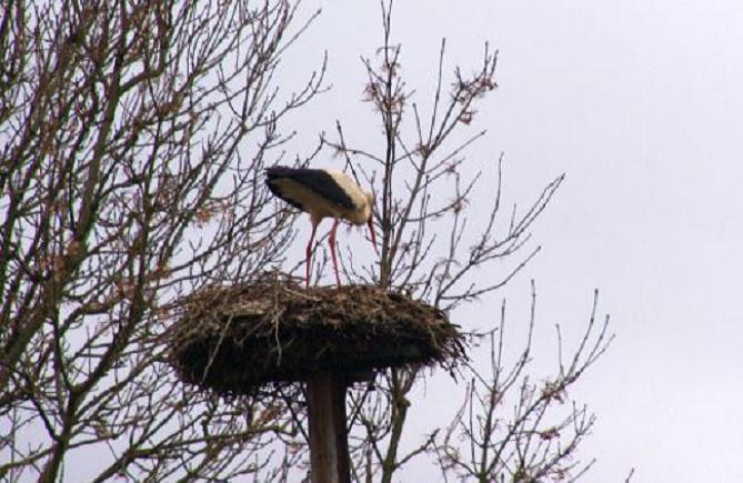 Przyleciały bociany