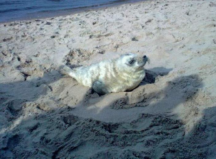 Foki przychodzą na świat