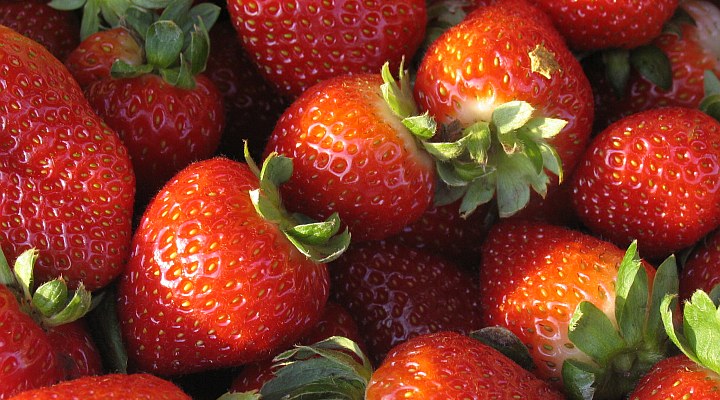 Truskawkobranie na Złotej Górze