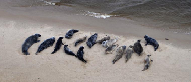 Foki mają się naprawdę dobrze