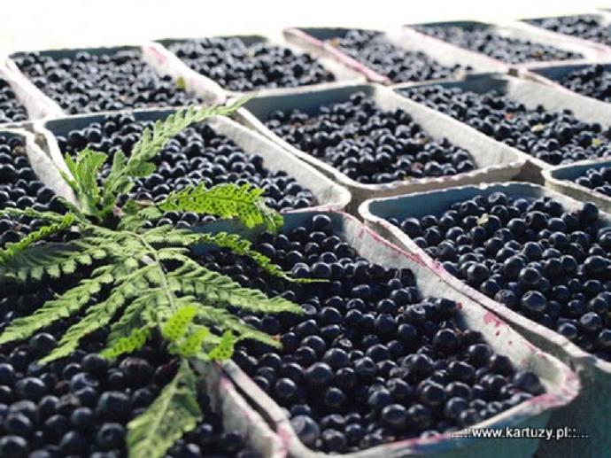 Jagodowe święto w Kiełpinie