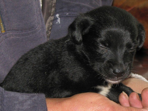 Chciał utopić psa w centrum miasta