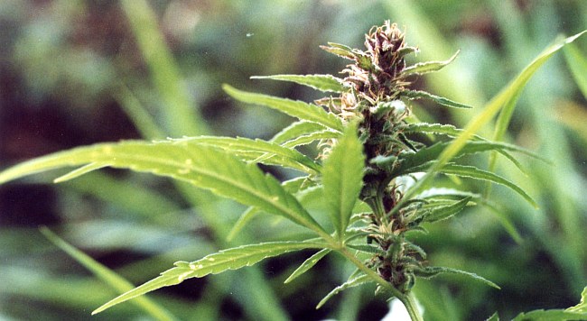 Zamiast kwiatów uprawiała konopie