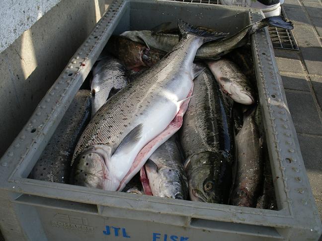 Więcej dorszy i śledzi, mniej łososi