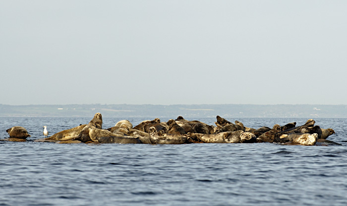 Znowu wszędzie martwe foki