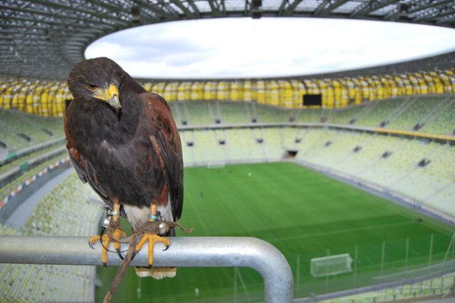 Sokoły ze Słupska strzegą stadionu w Gdańsku