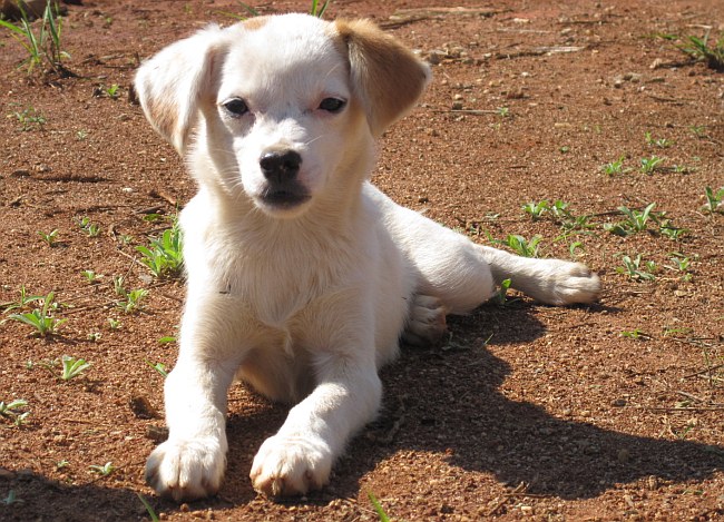 Dowiedz się, co mówi twój pies