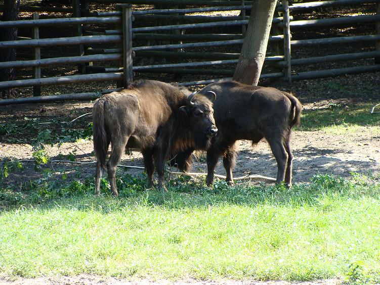 Nasze żubry popłyną na bałtycką wyspę!
