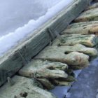 wrak-na-plazy-w-lebie-09