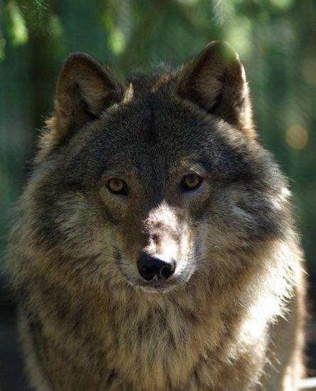 Wilki na Kaszubach. Jest ich coraz więcej