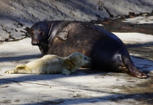 Oto trzecia młoda foka – tym razem w zoo