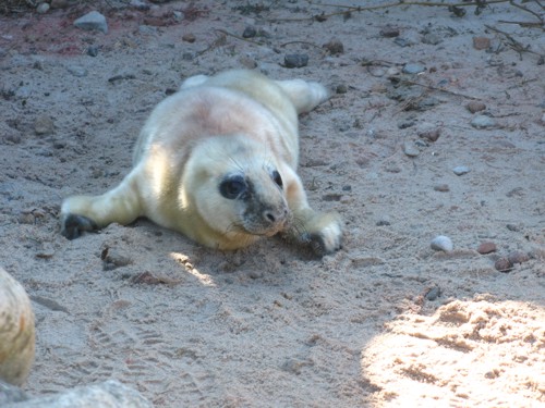 Piękne maluchy otrzymały kaszubskie imiona