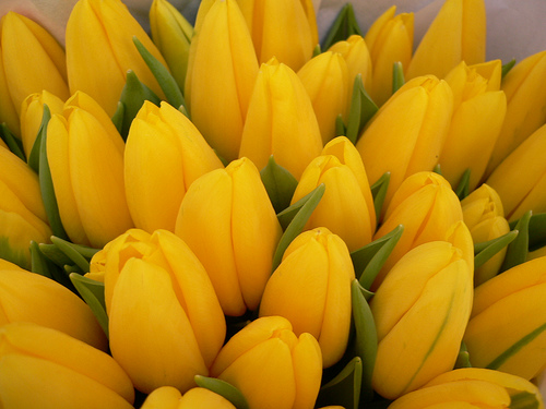 tulipan