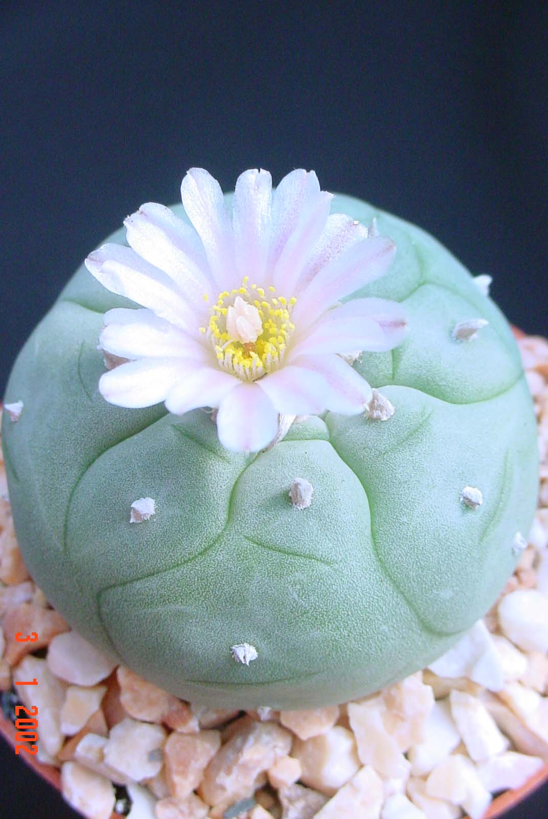 Lophophora williamsii