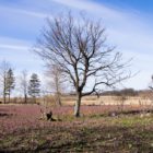 zdrzewno-2012-03