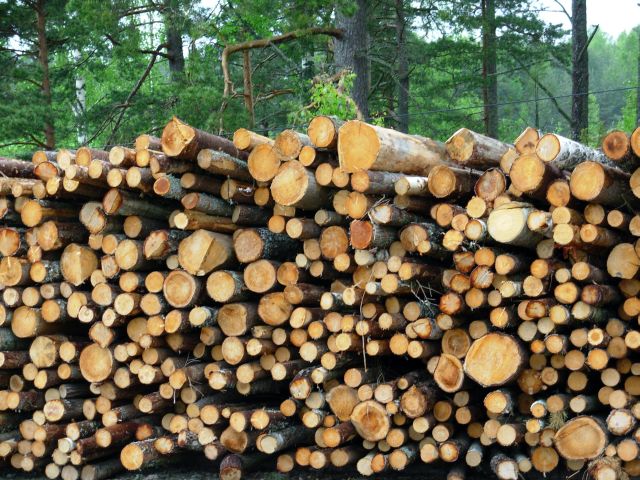 Wycinka drzew oburzyła mieszkańców Gdyni