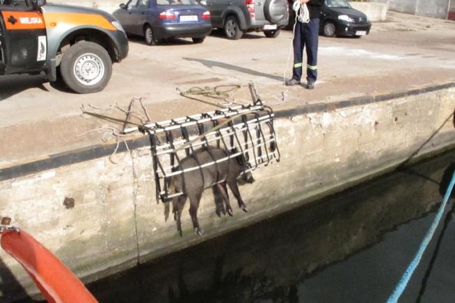 Niecodzienna akcja ratunkowa w gdyńskim porcie
