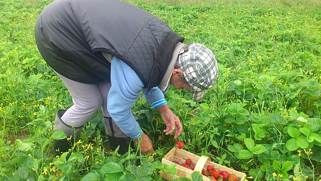Kaszubskie truskawki – raj dla podniebienia