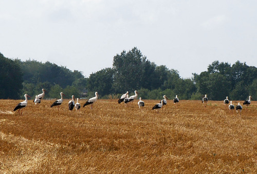 Energetycy obrączkują nasze bociany