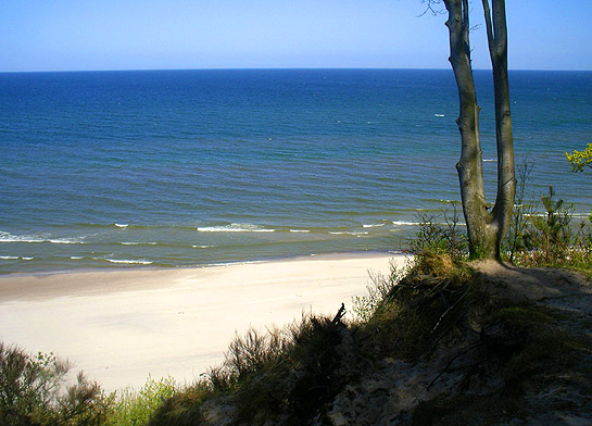 Mieszkańcy i turyści stają w obronie lasu