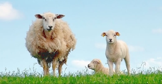 Chcą przywrócić ginące gatunki zwierząt i roślin