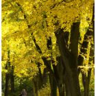 jesien-lebork-lukaszuk-03