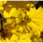 jesien-lebork-lukaszuk-08