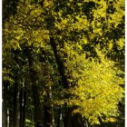 jesien-lebork-lukaszuk-12