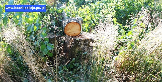 O włos od tragedii podczas wycinki drzew