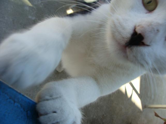 Walnął fotografa. Nie lubi paparazzich?