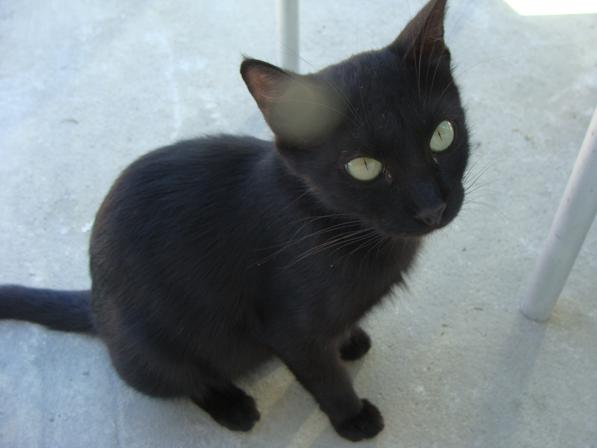 Czarny kot. Czy naprawdę przynosi pecha?