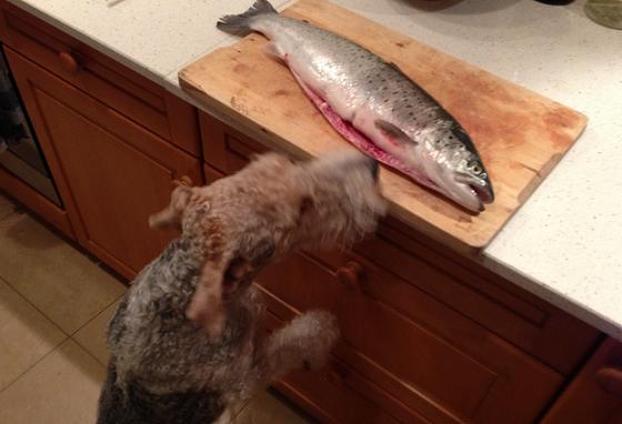 Takiego łososia kupisz tylko na przystani w…