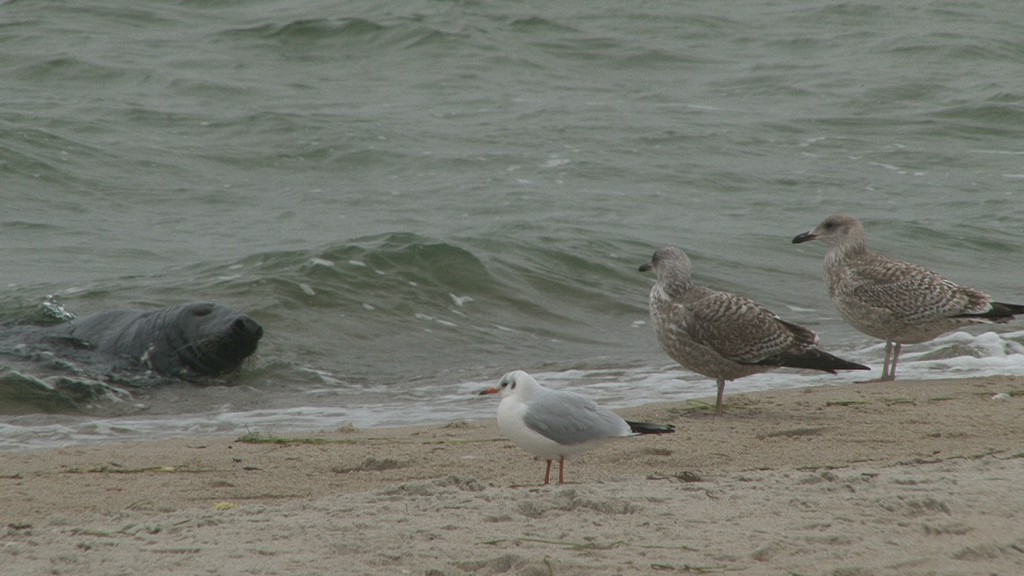 Foka na plaży w Helu. Wylegiwała się obok… fokarium