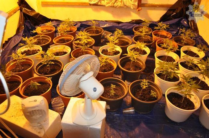 Uprawiał marihuanę w domu. Był poszukiwany