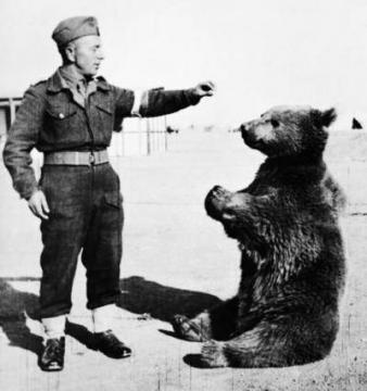 O misiu, który pił piwo i żołnierzem został