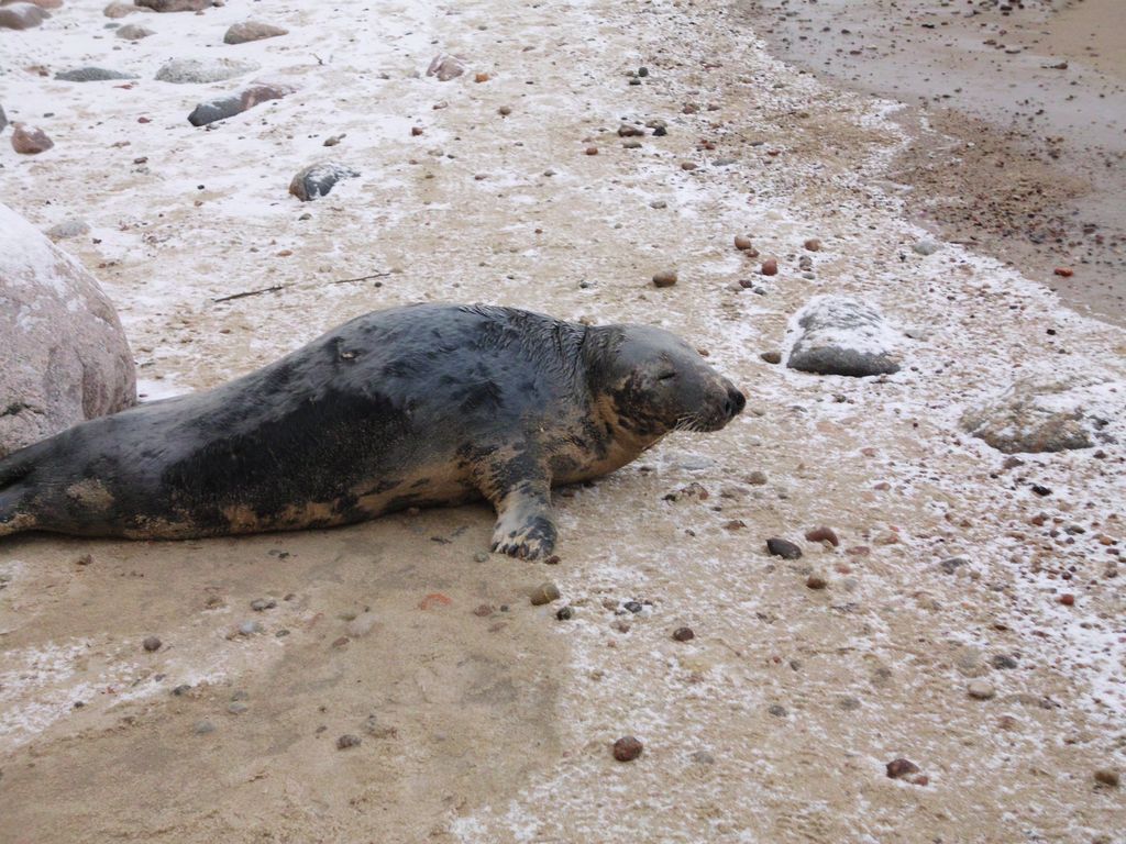 Coraz więcej fok szarych. Żywych i martwych