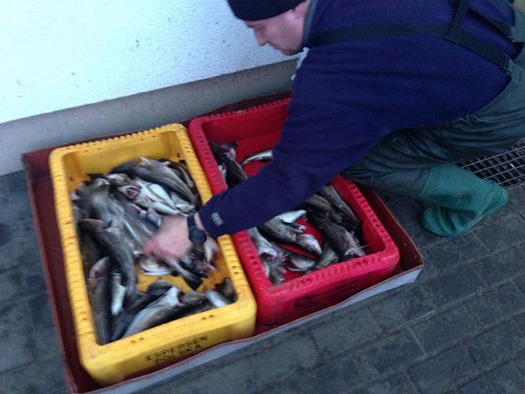 Latem zjemy świeżego dorsza? UE łagodzi przepisy