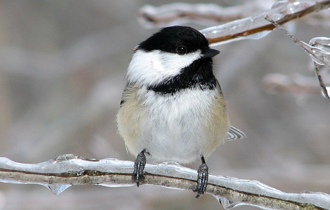 Ptakoliczenie w Gdyni. Akcja miłośników przyrody