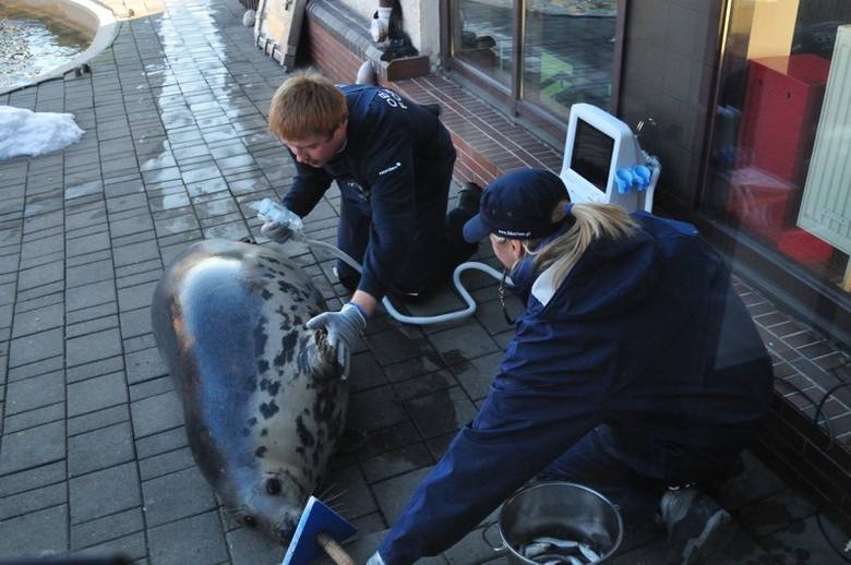 Foki się mnożą. Wkrótce narodziny w fokarium